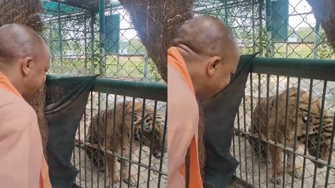 UP Politics: गोरखपुर के चिड़ियाघर में शेर के पास पहुंचे सीएम योगी, सामने आया ये Video CM Yogi Adityanath visits a Zoo in Gorakhpur seen with tiger watch Video UP Politics: गोरखपुर के चिड़ियाघर में शेर के पास पहुंचे सीएम योगी, सामने आया ये Video