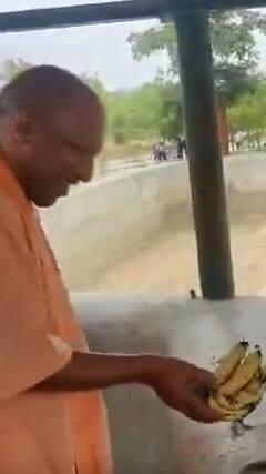 CM Yogi News: सीएम योगी ने गैंडे को खिलाए केले, तस्वीरें वायरल | ABP Shorts