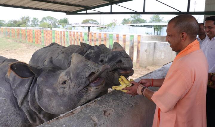 सीएम बाड़े के पास पहुंचे और अपने हाथों से दोनों को केला खिलाया. गैंडों की यह जोड़ी मुख्यमंत्री को काफी प्रिय है और इसके पहले भी वह यहां आकर उन्हें केला खिला चुके हैं. भ्रमण के दौरान उन्होंने शेर, बाघ, सफेद बाघ, हिरण, बंदर, जैकाल, तेंदुआ, हिप्पो, भालू आदि के बाड़ों का भी अवलोकन किया. अवलोकन के दौरान वह उनके साथ चल रहे डीएफओ और चिड़ियाघर के निदेशक विकास यादव ने वन्यजीवों के देखभाल के बारे में जानकारी लेते रहे.
