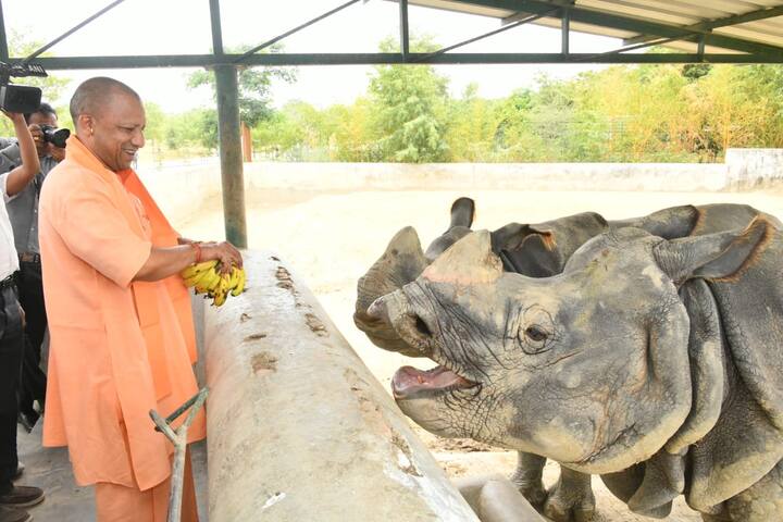 मुख्यमंत्री जब बाघ अमर के बाड़े के पास पहुंचे तो वह उन्हें देखकर सलामी देने की मुद्रा में एक पैर उठाकर दहाड़ने लगा. उसे ऐसा करते देख सीएम योगी हंसने लगे. अमर को दहाड़ते देख मैलानी और सफेद बाघ गीता ने भी खूब दहाड़ लगाई. जब वह पहले से इस चिड़ियाघर में मौजूद बब्बर शेर पटौदी के बाड़े के पास पहुंचे तो वह भी सलामी देने के अंदाज में दहाड़ने लगा. उन्होंने एक सप्ताह पूर्व यहां लाए गए बब्बर शेरों भरत और गौरी को भी देखा और उन तेंदुओं चंडी और भवानी के पास भी गए जिनको अपने हाथों से दूध पिलाकर नामकरण उन्होंने खुद किया था.