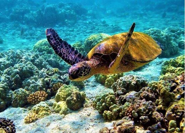 ਮਰੀਨ ਨੈਸ਼ਨਲ ਪਾਰਕ: ਵੰਡੂਰ ਵਿੱਚ ਸਥਿਤ ਮਰੀਨ ਨੈਸ਼ਨਲ ਪਾਰਕ ਸਮੁੰਦਰੀ ਜੀਵਨ ਨੂੰ ਨੇੜਿਓਂ ਦੇਖਣ ਲਈ ਇੱਕ ਵਧੀਆ ਜਗ੍ਹਾ ਹੈ। ਇੱਥੇ ਤੁਹਾਨੂੰ ਵੱਖ-ਵੱਖ ਕਿਸਮ ਦੀਆਂ ਮੱਛੀਆਂ, ਕੋਰਲ ਰੀਫ ਅਤੇ ਹੋਰ ਸਮੁੰਦਰੀ ਜਾਨਵਰ ਦੇਖਣ ਨੂੰ ਮਿਲਣਗੇ। ਇਹ ਸਥਾਨ ਸਨੌਰਕਲਿੰਗ ਅਤੇ ਸਕੂਬਾ ਡਾਈਵਿੰਗ ਪ੍ਰੇਮੀਆਂ ਲਈ ਇੱਕ ਫਿਰਦੌਸ ਹੈ।