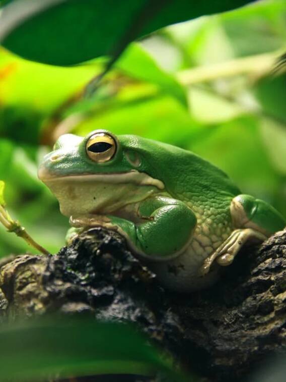 ये है मेंढक की आवाज एक किमी दूर तक सुनाई देने की वजह