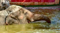 सिर्फ एक घूंट में इतना पानी पी जाता है हाथी, जानते ही उड़ जाएंगे होश