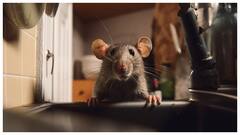 चूहों के आतंक से हैं परेशान, तो बिना मारे घर से इस तरह भगाएं चूहे