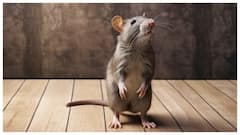 चूहों के आतंक से हैं परेशान, तो बिना मारे घर से इस तरह भगाएं चूहे