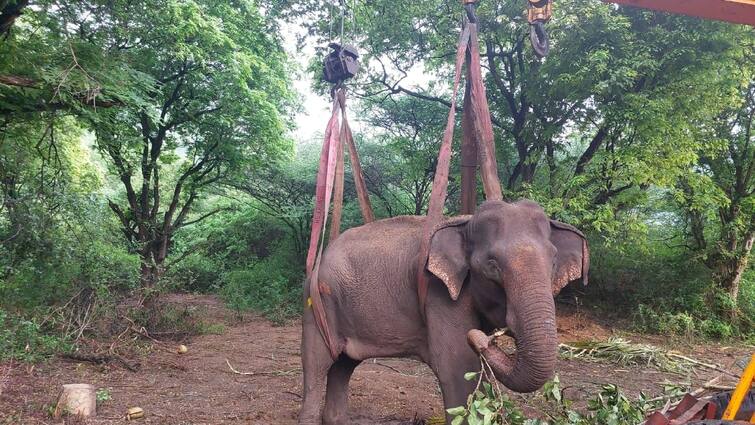 A wild elephant released into the wild after recovering in Coimbatore TNN நலமே சூழ்ந்தது.. வனப்பகுதியில் விடுவிக்கப்பட்ட காட்டு யானை : குட்டியுடன் சேர்த்து வைக்க முயற்சி..