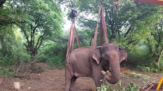 A wild elephant released into the wild after recovering in Coimbatore TNN நலமே சூழ்ந்தது.. வனப்பகுதியில் விடுவிக்கப்பட்ட காட்டு யானை : குட்டியுடன் சேர்த்து வைக்க முயற்சி..