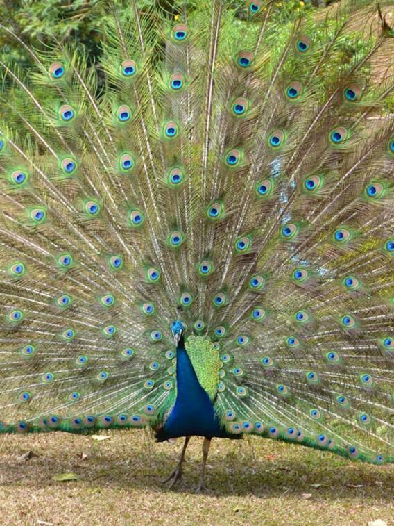 कैसे पता करें कि ये मोर या मोरनी?