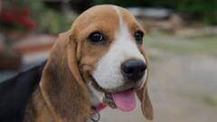 'भारतीय उपमहाद्वीप में पहली बार हुई कुत्ते की सफल हार्ट सर्जरी', दिल्ली के डॉक्टरों का दावा