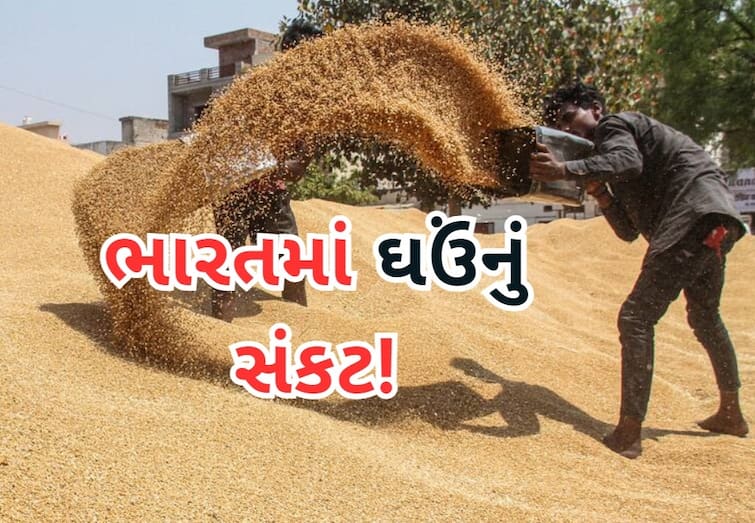 Why India has to buy wheat after 6 years amid the free-ration scheme abpp મફત રાશન યોજના વચ્ચે ભારતે 6 વર્ષ પછી કેમ ઘઉંની ખરીદી કરવી પડી રહી છે?