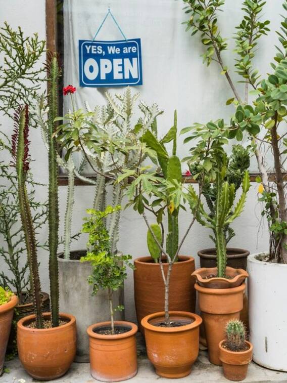 किन पौधों के लिए अच्छी हैं ये भीषण गर्मी?