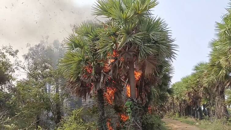 Palm trees were burnt down on the East Coast Road under Chengalpattu district tnn ECR  -இல் திடீரென தீப்பிடித்து எரிந்த பனை மரங்கள்..!  பெருஞ்சோகம் நடந்தது எப்படி ?