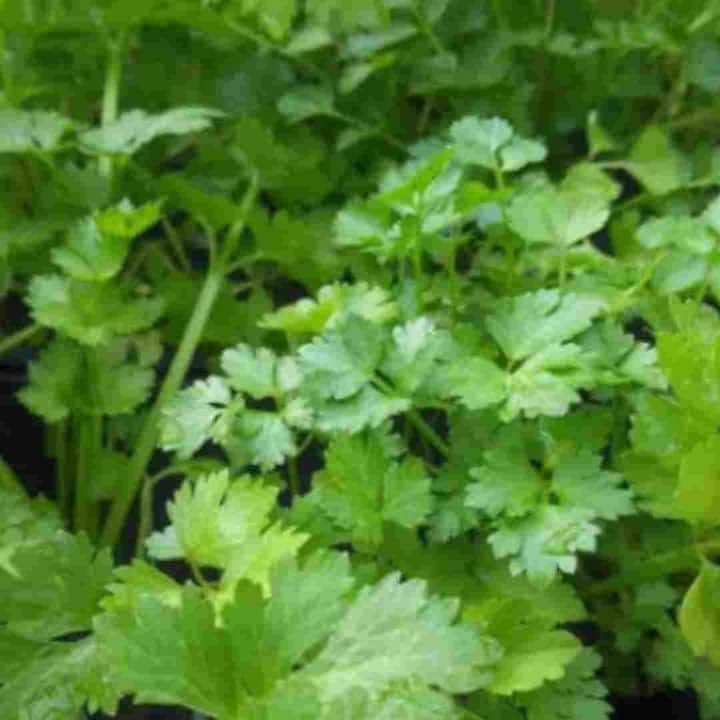 Coriander Benefits : ਹਰਾ ਧਨੀਆ ਨਾ ਸਿਰਫ਼ ਖਾਣੇ ਦਾ ਸਵਾਦ ਵਧਾਉਂਦਾ ਹੈ ਸਗੋਂ ਇਹ ਕਈ ਔਸ਼ਧੀ ਗੁਣਾਂ ਨਾਲ ਵੀ ਭਰਪੂਰ ਹੁੰਦਾ ਹੈ। ਹਰੇ ਧਨੀਏ ਦੀ ਵਰਤੋਂ ਭਾਰਤੀ ਰਸੋਈ ਵਿਚ ਲਗਭਗ ਹਰ ਸਬਜ਼ੀ ਦਾ ਸਵਾਦ ਵਧਾਉਣ ਲਈ ਕੀਤੀ ਜਾਂਦੀ ਹੈ।