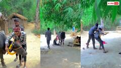 भैंस को जयमाला पहनाकर शख्स ने मांग में भरा सिंदूर, शादी होते ही टूट गई टांग- वीडियो वायरल