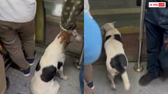 मुंबई लोकल में सफर करता दिखा कुत्ता, स्टेशन आते ही उतर गया- वीडियो हुआ वायरल