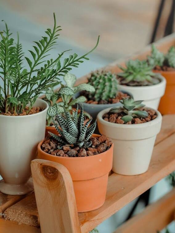 घर के पौधों के लिए कौन सा गमला है बेस्ट?
