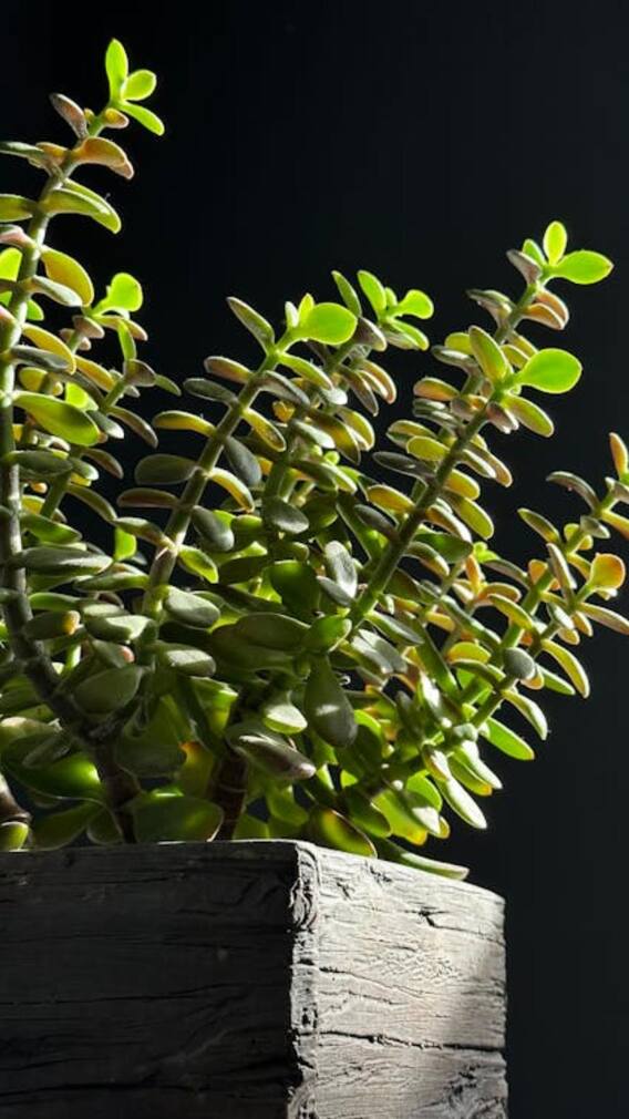 ਪੌਦਿਆਂ ਦੀਆਂ ਜੜ੍ਹਾਂ ਤੇ ਟਾਹਣੀਆਂ ਤੋਂ ਕਿਵੇਂ ਹਟਾਈਏ ਕੀੜੀਆਂ ? ਜਾਣੋ ਘਰੇਲੂ ਨੁਸਖ਼ਾ