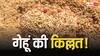 फ्री-राशन वाली योजना के बीच 6 सालों बाद भारत को क्यों खरीदना पड़ रहा है गेहूं