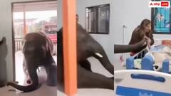 अपने बीमार मालिक से मिलने आया बेजुबान हाथी....देखें दिल पिघला देने वाला वीडियो