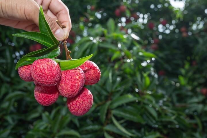 Lychee benefits: ઉનાળામાં લીચી એક રસદાર અને સ્વાદિષ્ટ ફળ છે. લીચી ખાવાથી વજન ઘટાડવામાં મદદ મળે છે અને રોગપ્રતિકારક શક્તિ પણ મજબૂત બને છે. જાણો લીચી ખાવાના ફાયદા.