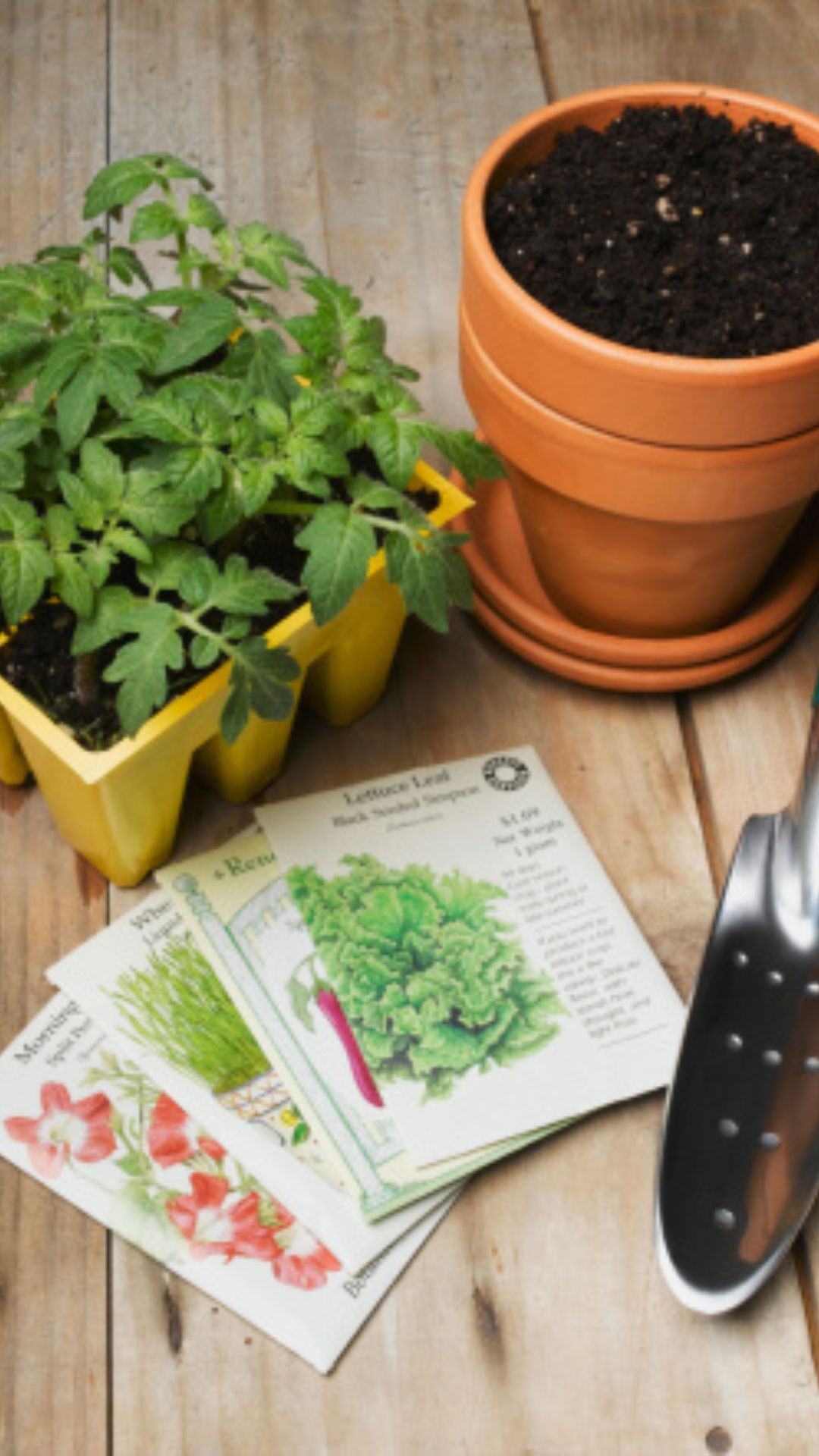 Plant Wildflower Seeds:
