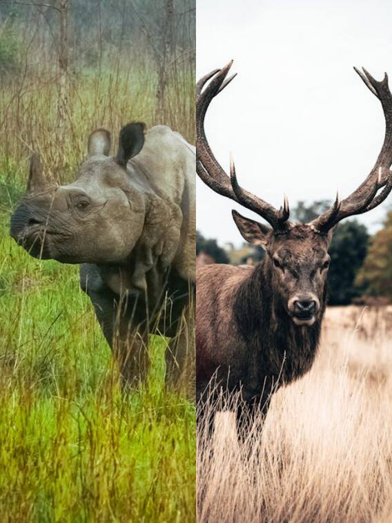 जानवरों की पूंछ के हैं ये बड़े फायदे