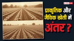 प्राकृतिक खेती और जैविक खेती में क्या होता है अंतर? आसान भाषा में समझिए पूरा मसला