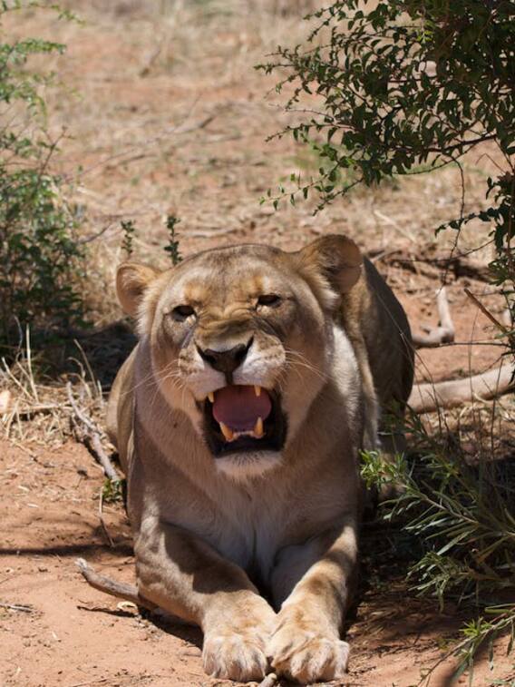 इंसान के लिए शेरनी का दूध पीना क्या संभव है?