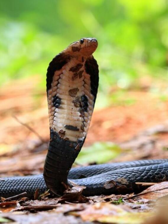 सांप बदला लेने जरूर आते हैं, क्या यह बात सच है?