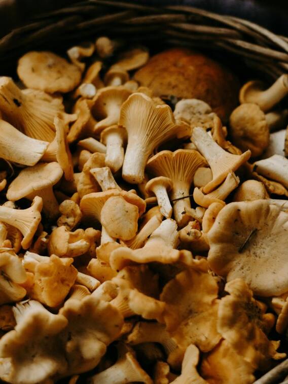 सबसे महंगी मशरूम कौन सी है?