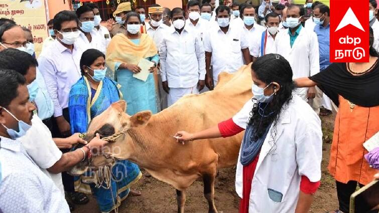 Villupuram Measles Foot and Mouth Disease Vaccination Camp - TNN விவசாயிகளே உங்களுக்கு தான்... கோமாரி நோய் / கால் மற்றும் வாய் நோய் தடுப்பூசி முகாம் - எங்கு? எப்போது?