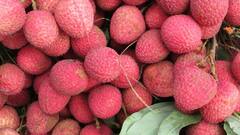 पूरी दुनिया में मशहूर है बिहार की लीची, क्या आपको पता हैं कौन सी हैं प्रमुख किस्में?