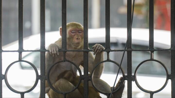 वहीं 8, 9 और 10 जून को मौसम विभाग ने राजधानी दिल्ली में तेज सतही हवाएं चलने की संभावना जताई हैं.