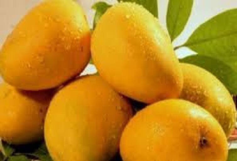 If you eat mangoes in this way, you will never gain weight or sugar Mango For Health:વજન અને સુગર વધવાના ડરથી કેરી નથી ખાતા?  આ રીતે કરો સેવન નહિ થાય નુકસાન