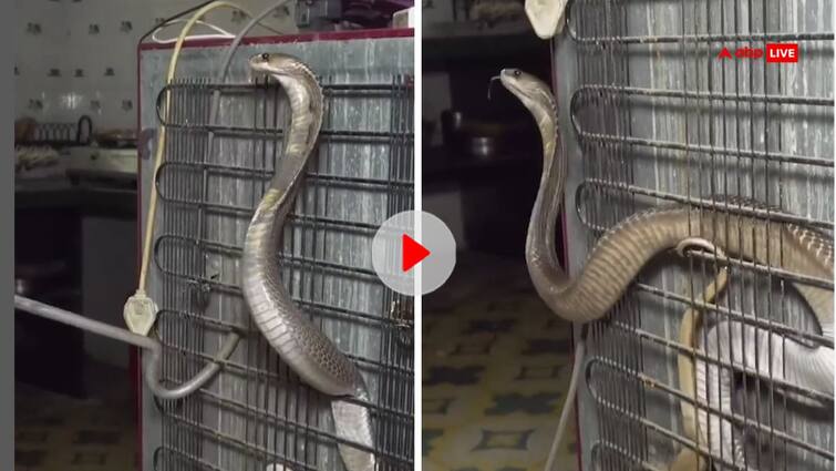 King Cobra was hiding in fridge everyone was shocked after seeing it Video viral on social media फ्रिज में छिपकर बैठा था खतरनाक किंग कोबरा, देखते ही उड़ गए सबके होश- वीडियो आया सामने