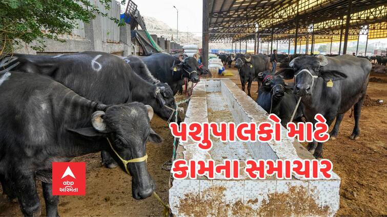 Gujarat Agriculture News Good news for cattle farmers the dairy has boosted fat prices Agriculture News: પશુપાલકો માટે ખુશખબર, આ ડેરીએ ફેટના ભાવમાં કર્યો વધારો