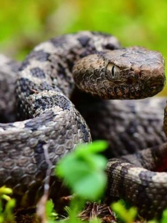 दुनिया में सबसे तेज चलने वाला सांप कौन सा है?