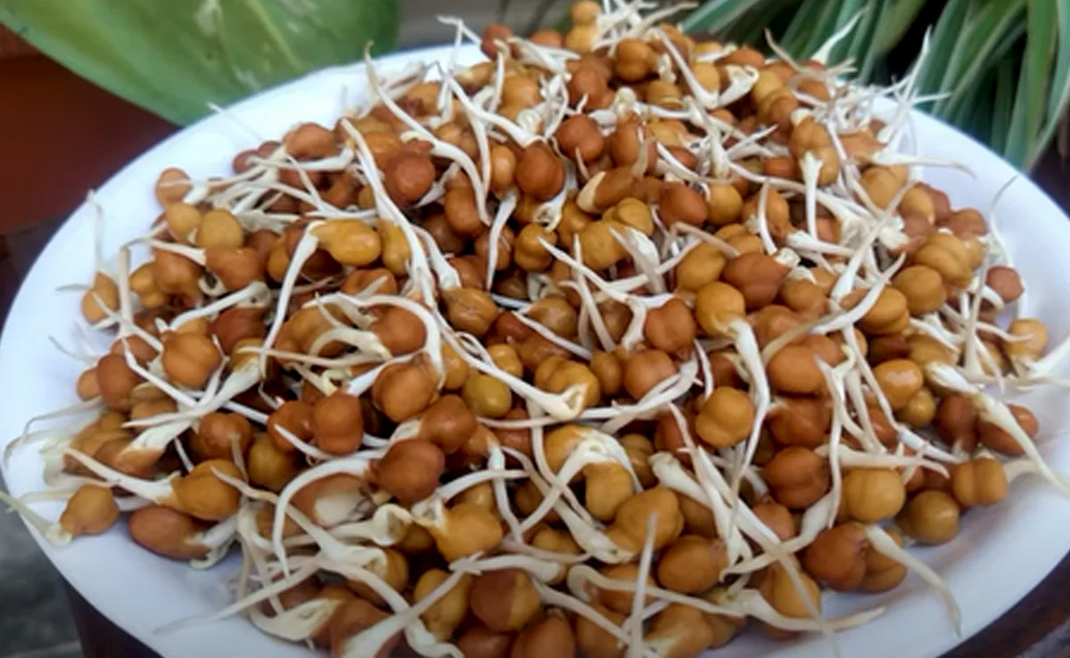 શેકેલા કે બાફેલા! કયા ચણા સ્વાસ્થ્ય માટે ફાયદાકારક છે? ડાયેટિશિયને કહ્યું કે કેવી રીતે ખાવું