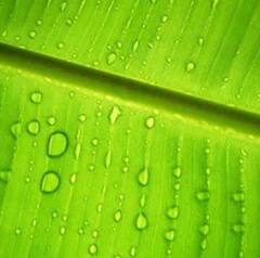 Banana Leaves : ਕੇਲੇ ਦੇ ਪੱਤਿਆਂ 'ਤੇ ਖਾਣਾ ਖਾਣ  ਦੇ ਹਨ ਅਣਗਿਣਤ ਫਾਇਦੇ, ਜਾਣਕੇ ਰਹਿ ਜਾਓਗੇ ਹੈਰਾਨ