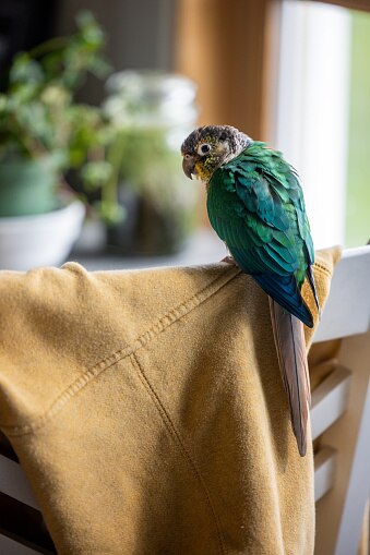 Listen To Birds: