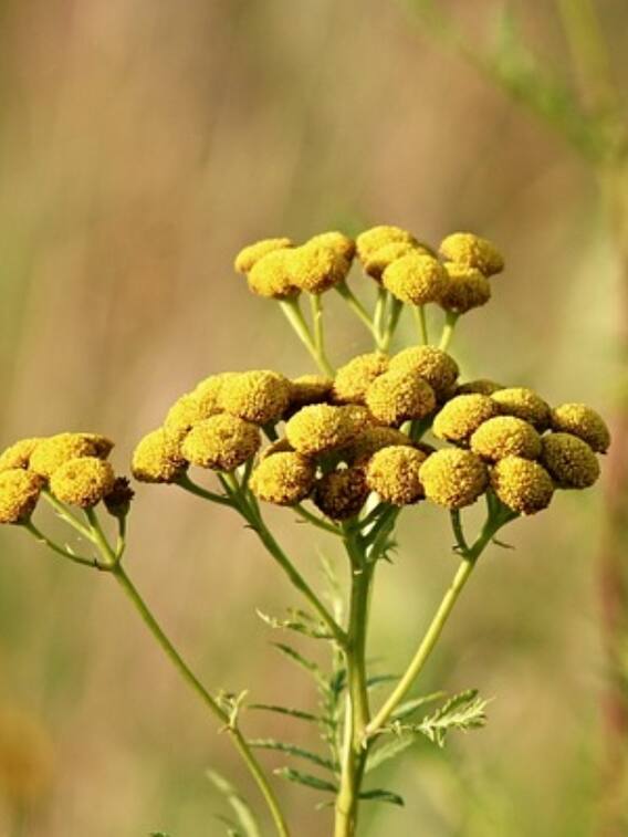 कीड़ा जड़ी क्यों इतनी महंगी मिलती है?