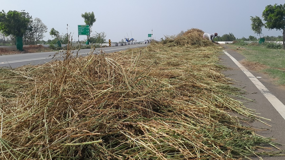 காயுது... நனையுது... மீண்டும் காயுது: எள் அறுவடை முடித்த விவசாயிகள் திணறல்