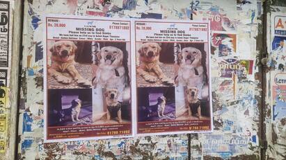 Thanjavur news  missing dog owner put up a poster Find and bear - TNN “கண்டுபிடித்து தாங்க... ரூ.20 ஆயிரம் தர்றோம்”:   சிம்பாவுக்காக போஸ்டர் அடித்து ஒட்டிய பாசக்கார எஜமானர்