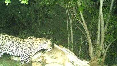 Salem leopard change the way? Forest officials are on close watch - TNN Salem Leopard: சேலத்தில் சிக்காத சிறுத்தை - வழி மாறி சென்றதா ?