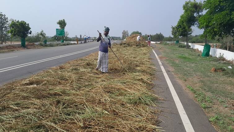Agriculture news Thanjavur Sesame farmers are stumped after harvesting - TNN காயுது... நனையுது... மீண்டும் காயுது: எள் அறுவடை முடித்த விவசாயிகள் திணறல்