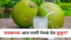 Food :'अशी कशी देवाची करणी!' नारळाच्या आत पाणी नेमकं येतं कुठून? माहीत नसेल तर जाणून घ्या