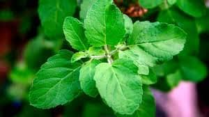 lifestyle religion vastu tips tulsi right direction at home basil plant puja benefit niyam in Gujarati Tulsi: ઘરમાં કઈ દિશામાં તુલસીનો છોડ લગાવવો જોઈએ, જાણો વાસ્તુ અનુસાર સાચી દિશા.