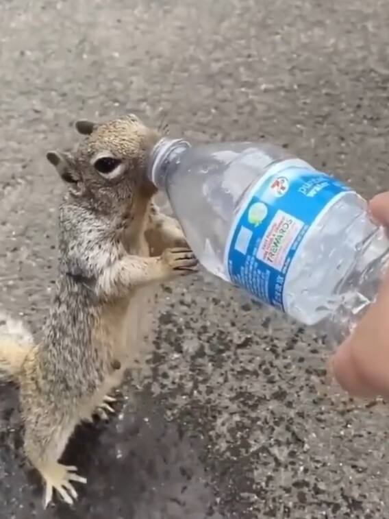प्यासी गिलहरी ​ने इस अंदाज में मांगा पानी