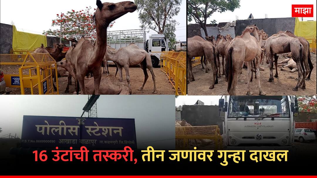 मोठी बातमी : 16 उंटाची अवैध वाहतूक, आयशर चालकासह वाहन पोलिसांच्या ताब्यात; तीन जणांवर गुन्हा दाखल hingoli Crime News Illegal transport of 16 camels vehicle with Eicher driver in police custody case has been registered against three persons marathi news मोठी बातमी : 16 उंटाची अवैध वाहतूक, आयशर चालकासह वाहन पोलिसांच्या ताब्यात; तीन जणांवर गुन्हा दाखल