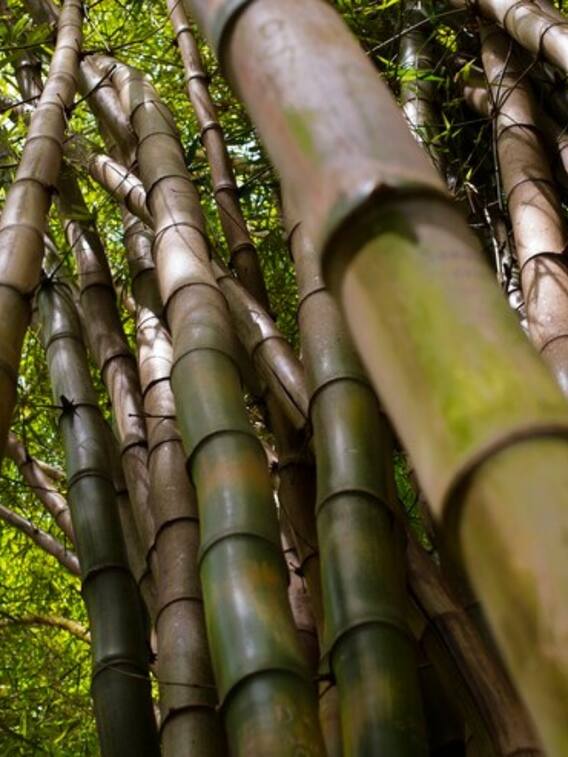 बांस की खेती बना देगी आपको अमीर